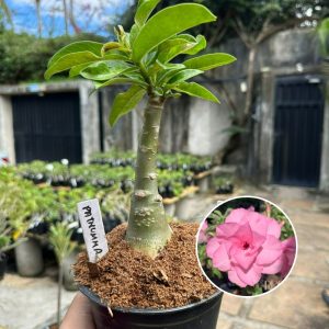 1006 67 Rosa do Deserto Pathumma
