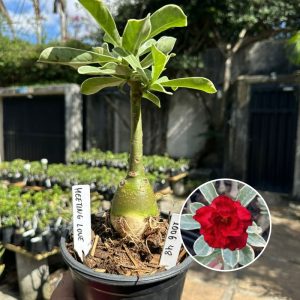1006 48 Rosa do Deserto Meeting Love variegata