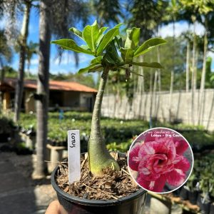 1006 41 Rosa do Deserto Lótus