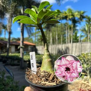 1006 05 Rosa do Deserto Lily