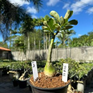 1006 03 Rosa do Deserto L14