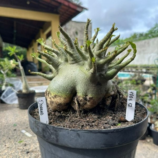 Arabicum