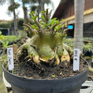 1006 11 Arabicum Black Zombie - Adulta