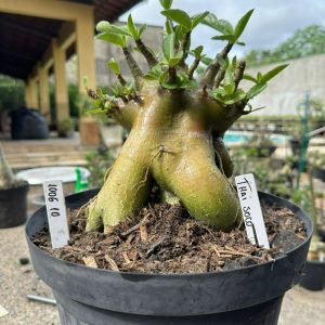 1006 10 Arabicum Thai soco ( Leilão ) - Adulta
