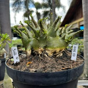 1006 07 Arabicum Bizão - Adulta