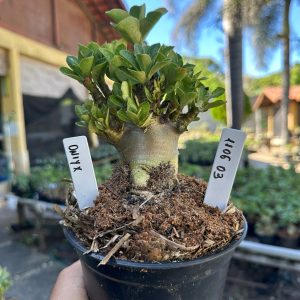 1106 03 Arabicum Oniyx F3