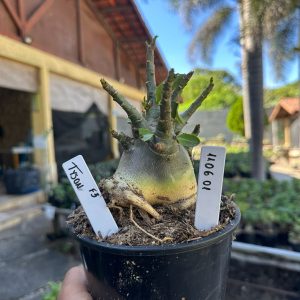 1106 01 Arabicum Tyson F3