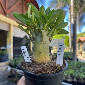 1106 11 Arabicum Atlas F3
