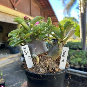 1106 14 Arabicum Bizão F3
