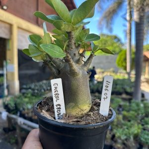1106 07 Arabicum Emeral crown F3