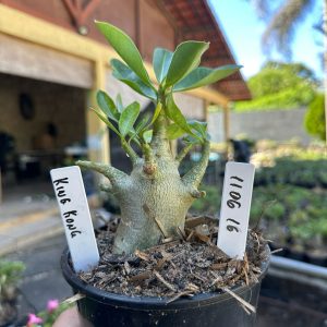 1106 16 Arabicum King Kong F3