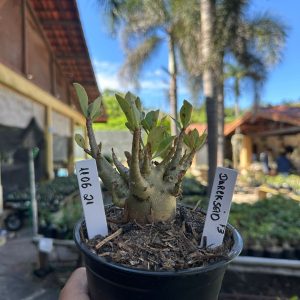 1106 21 Arabicum Darckseid F3