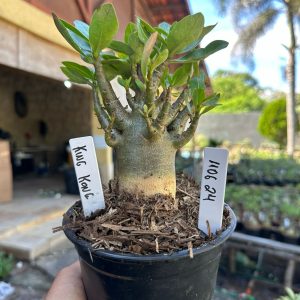1106 24 Arabicum King Kong F3