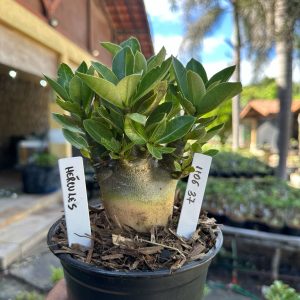 1106 37 Arabicum Hércules F3