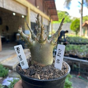 1106 40 Arabicum Nom Sod DD F3
