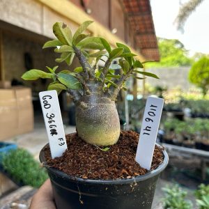 1106 41 Arabicum God Bigger F3