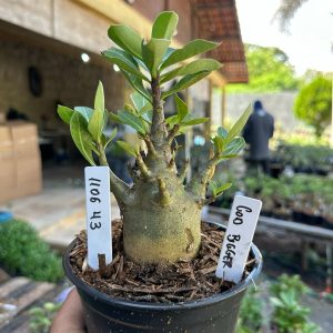 1106 43 Arabicum God Bigger F3