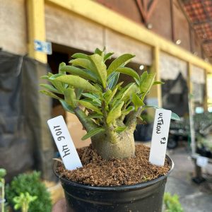 1106 44 Arabicum Ultron F3