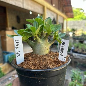 1106 45 Arabicum Megatron f3