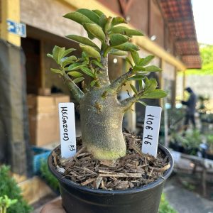 1106 46 Arabicum Megazord F3