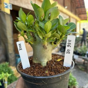 1106 48 Arabicum Hulk  F3
