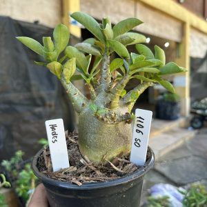 1106 50 Arabicum Hades F3