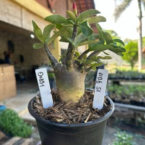 1106 51 Arabicum Dobby F3