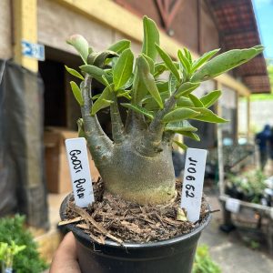 1106 52 Arabicum Godji pura F3