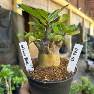1106 47 Arabicum Optimus Prime F3