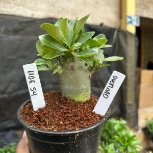 1106 54 Arabicum Overload F3