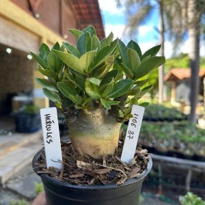 1106 37 Arabicum Hércules F3