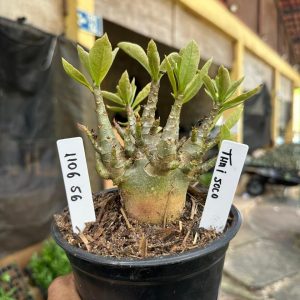 1106 56 Arabicum Thai soco F3