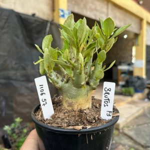 1106 57 Arabicum Brutos F3
