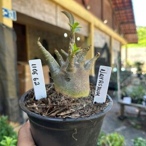 1106 62 Arabicum Nayanshum  F3