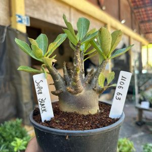 1106 63 Arabicum Super Black  F3