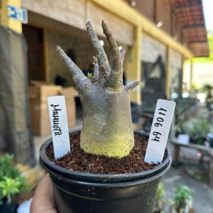 1106 64 Arabicum Mammoth F3
