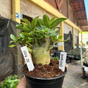 1106 55 Arabicum Overlord F3