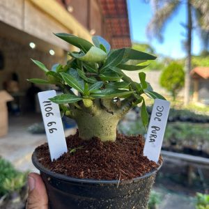 1106 66 Arabicum Ddc Pura F3