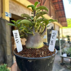 1106 67 Arabicum PBN soco F3