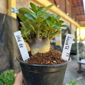 1106 68 Arabicum Leviatã F3