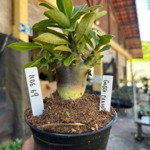 1106 69 Arabicum Godji Champ F3