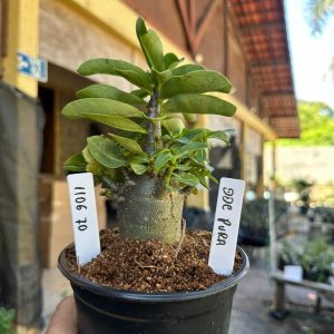 1106 70 Arabicum DD Pura F3
