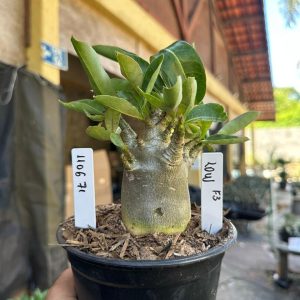 1106 71 Arabicum Low F3
