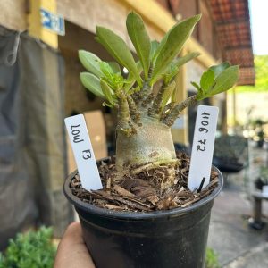 1106 72 Arabicum Low F3