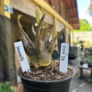 1106 73 Arabicum Mammoth F3