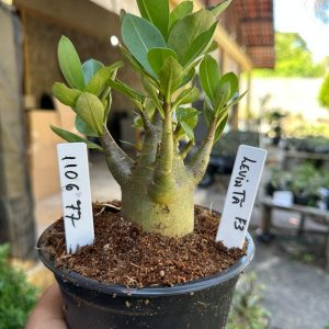 1106 77 Arabicum Leviatã  F3