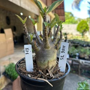 1106 75 Arabicum Nix black  F3