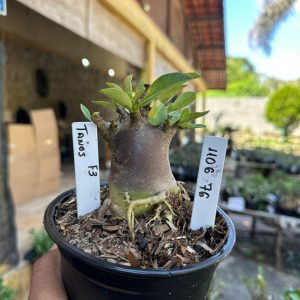 1106 76 Arabicum Tanos F3