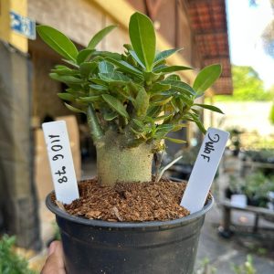 1106 78 Arabicum Dwarf F3