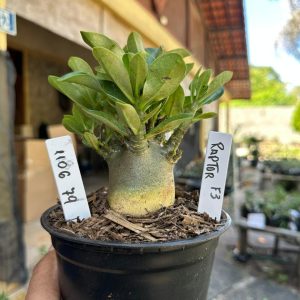 1106 79 Arabicum Raptor F3